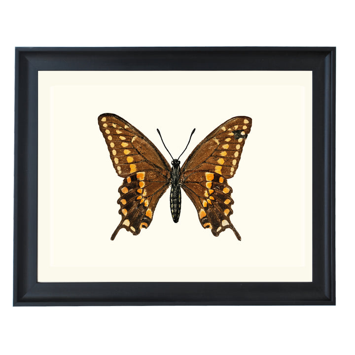 Swallowtail Butterfly Art Print