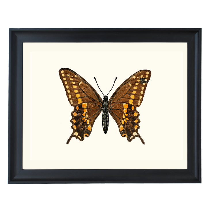 Swallowtail Butterfly Art Print