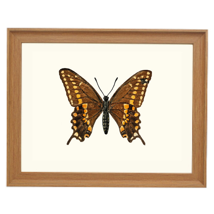 Swallowtail Butterfly Art Print