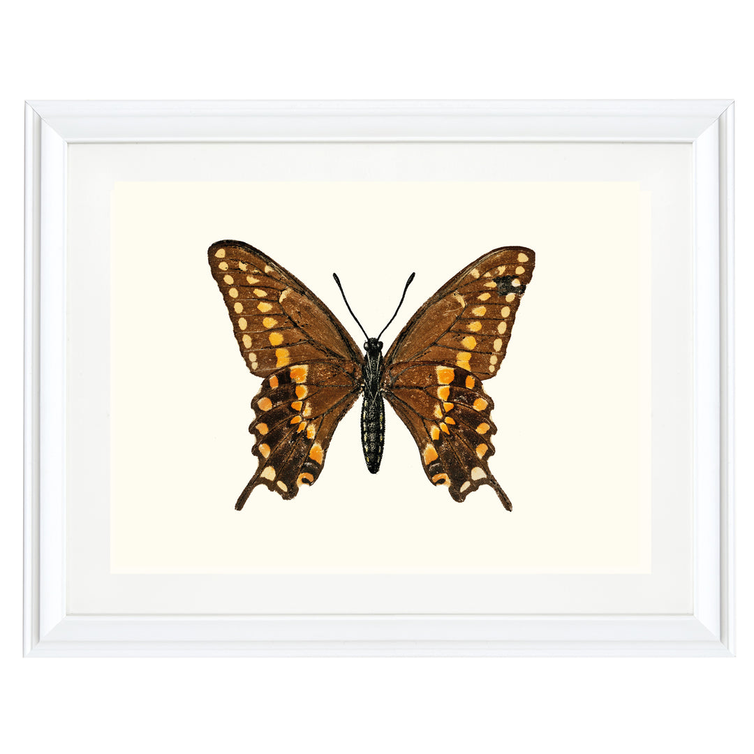 Swallowtail Butterfly Art Print