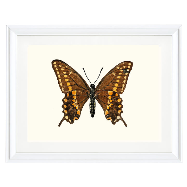 Swallowtail Butterfly Art Print