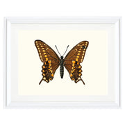 Swallowtail Butterfly Art Print