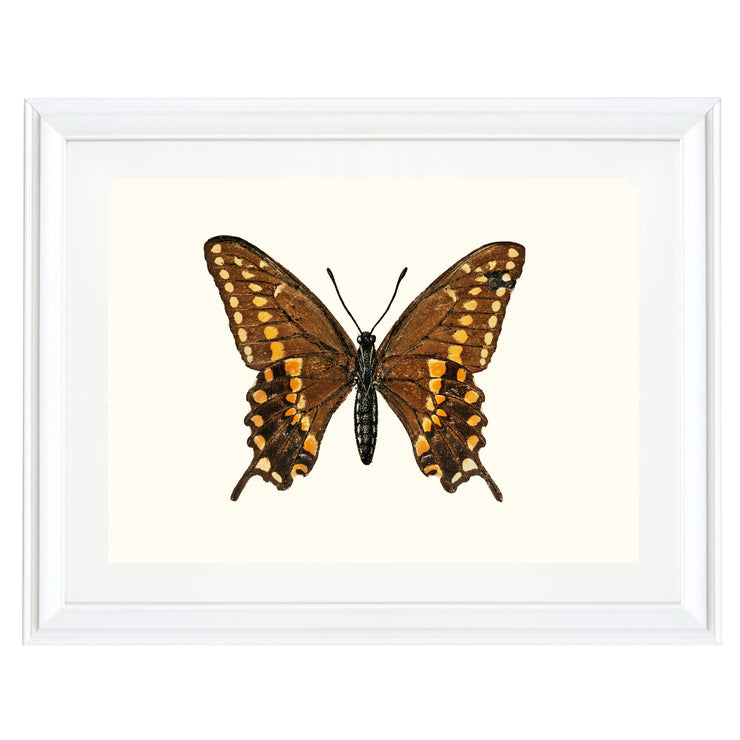 Swallowtail Butterfly Art Print