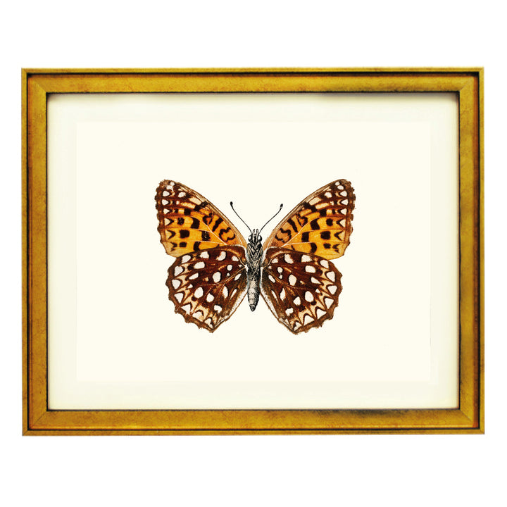 Atlantis Fritillary Art Print