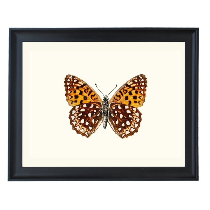 Atlantis Fritillary Art Print