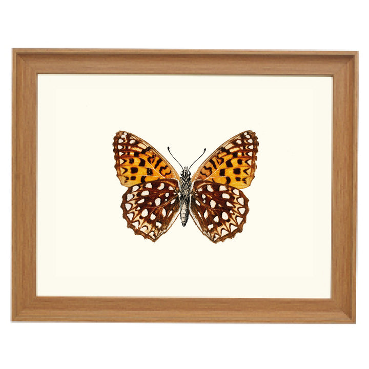 Atlantis Fritillary Art Print