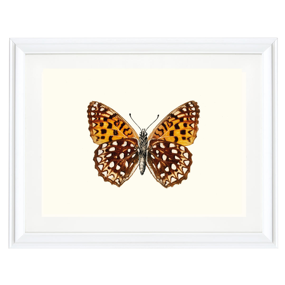 Atlantis Fritillary Art Print