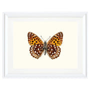 Atlantis Fritillary Art Print