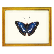 Purple Emperor Art Print