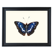 Purple Emperor Art Print