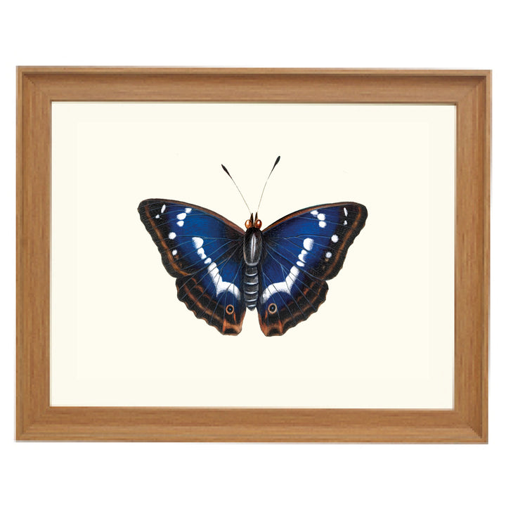 Purple Emperor Art Print