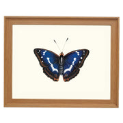 Purple Emperor Art Print