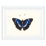 Purple Emperor Art Print