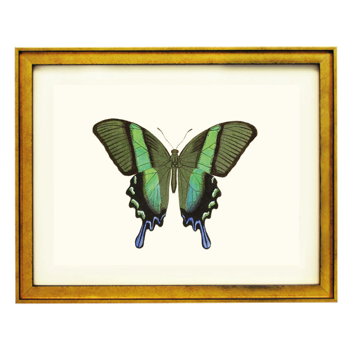 Green Swallowtail Art Print