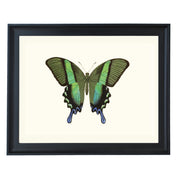 Green Swallowtail Art Print