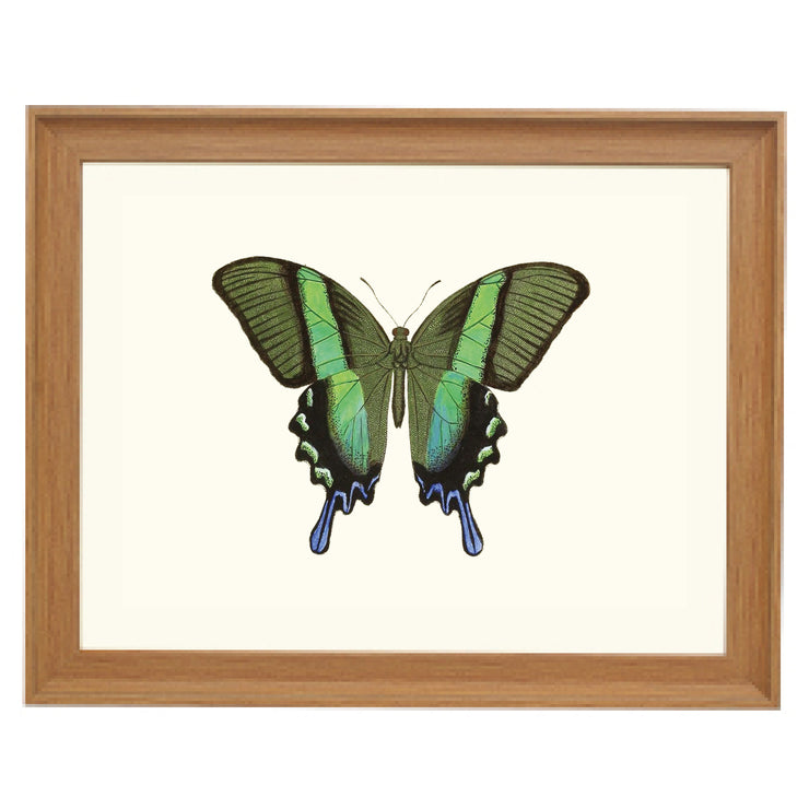 Green Swallowtail Art Print