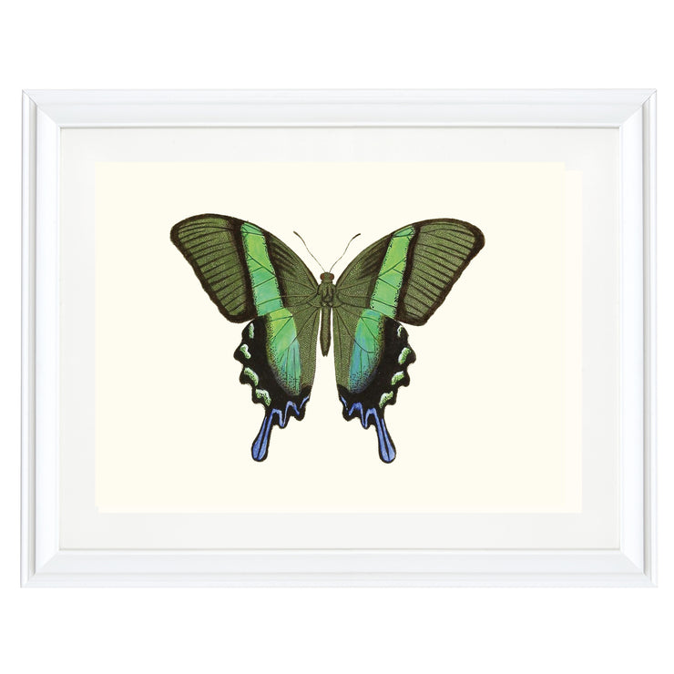 Green Swallowtail Art Print