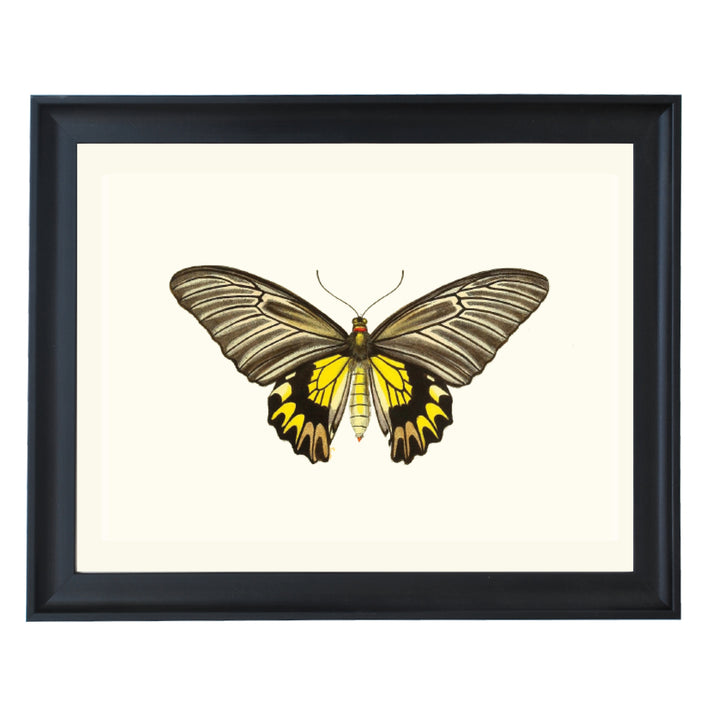 Troides Amphrysus Art Print