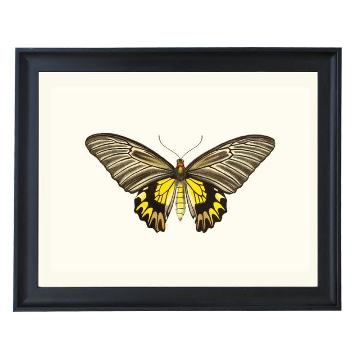 Troides Amphrysus Art Print