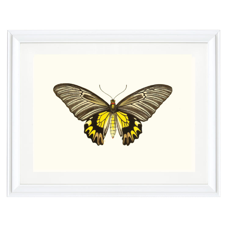 Troides Amphrysus Art Print