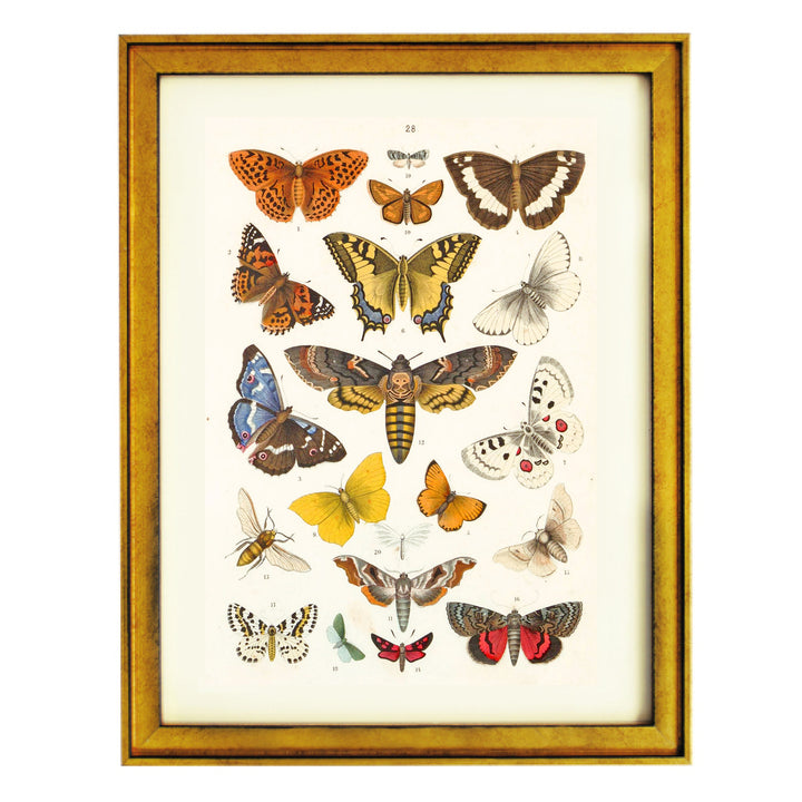 Kaleidoscope of Lepidoptera Art Print