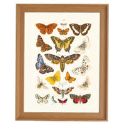 Kaleidoscope of Lepidoptera Art Print