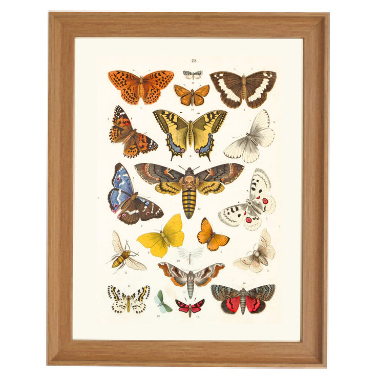 Kaleidoscope of Lepidoptera Art Print