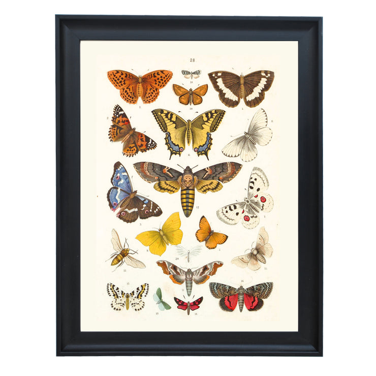 Kaleidoscope of Lepidoptera Art Print