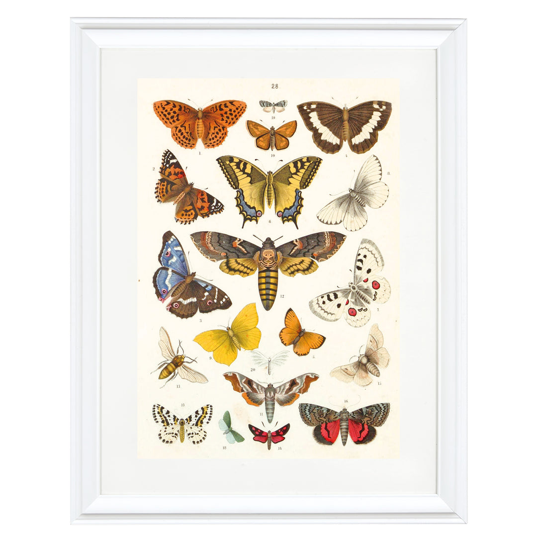 Kaleidoscope of Lepidoptera Art Print