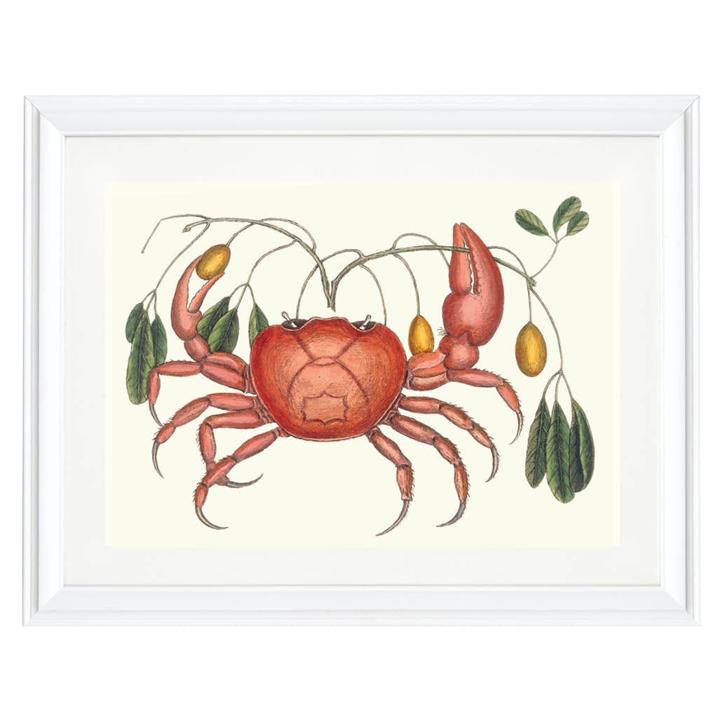 The Curious Crab Art Print