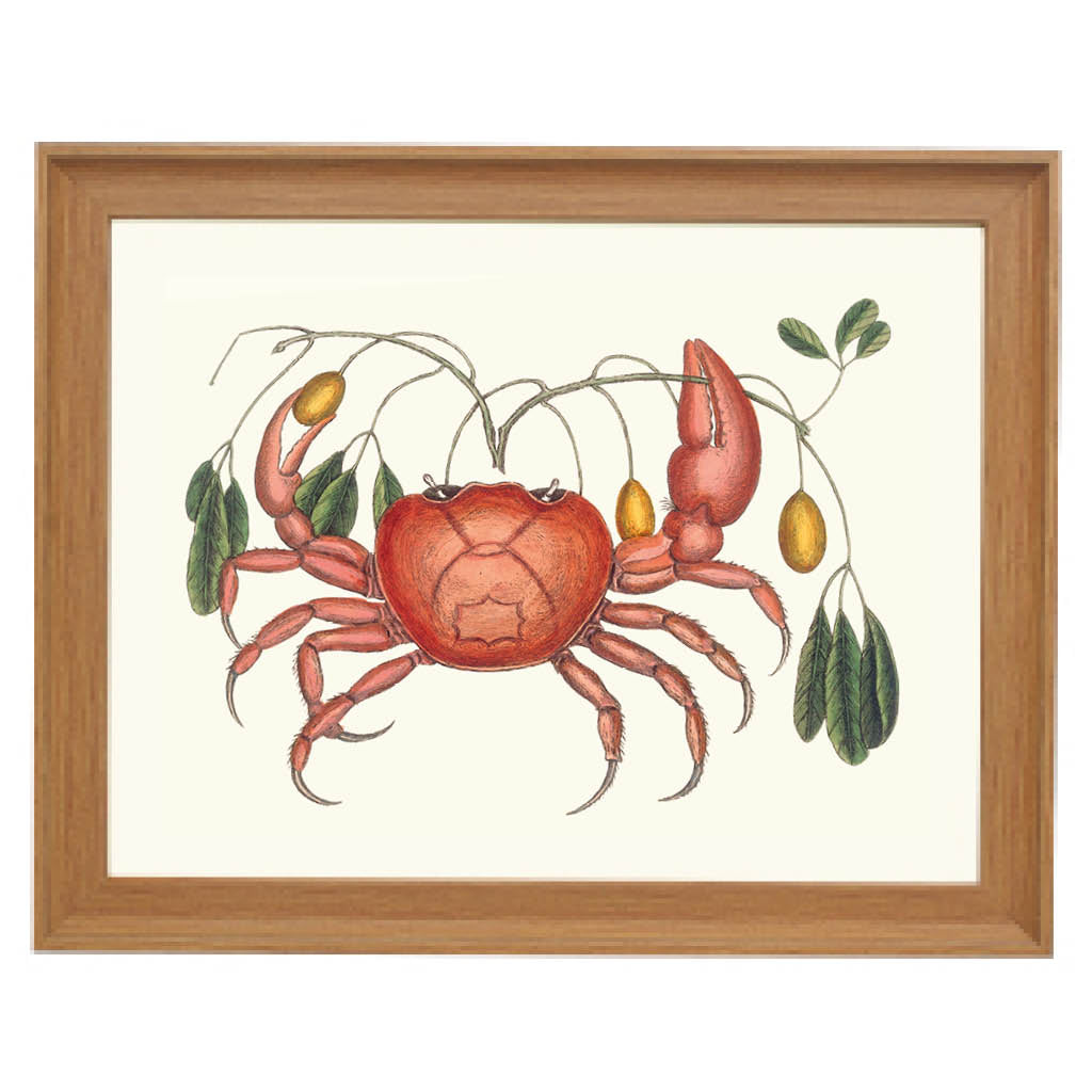 The Curious Crab Art Print