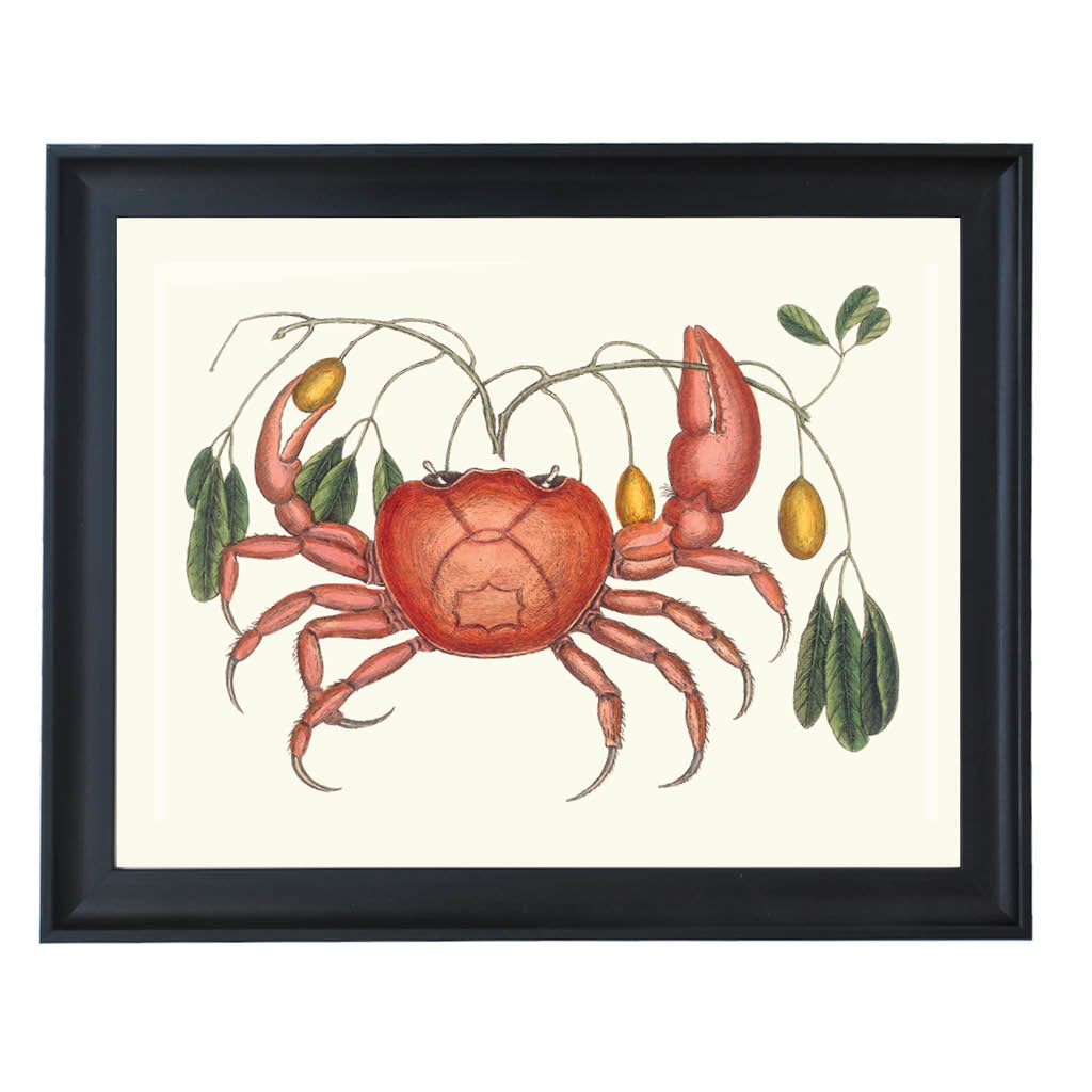 The Curious Crab Art Print