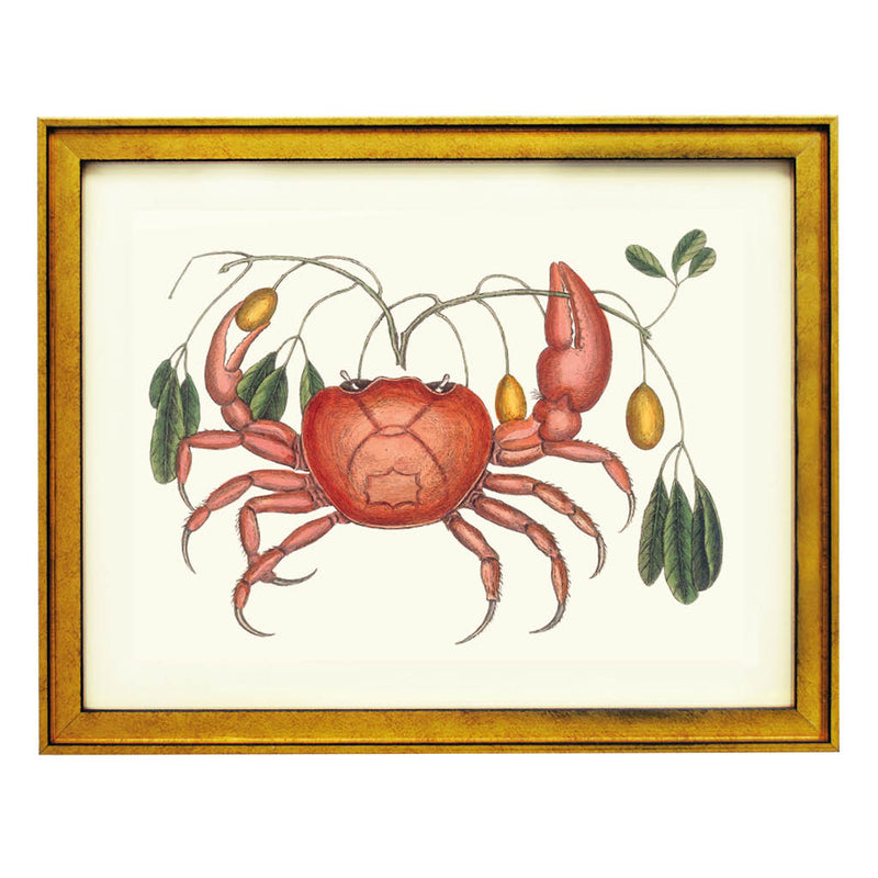 The Curious Crab Art Print