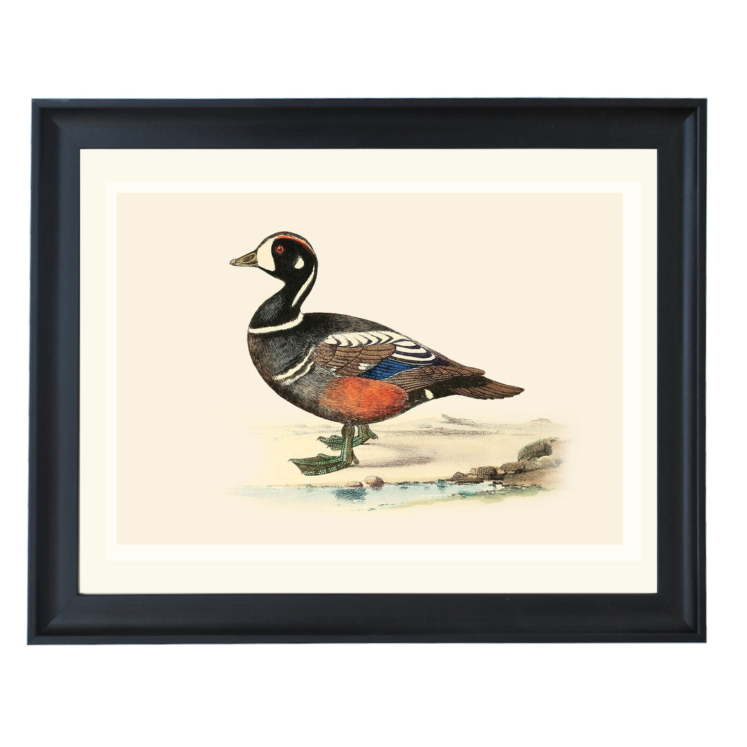 Ruby Winged Duck Art Print