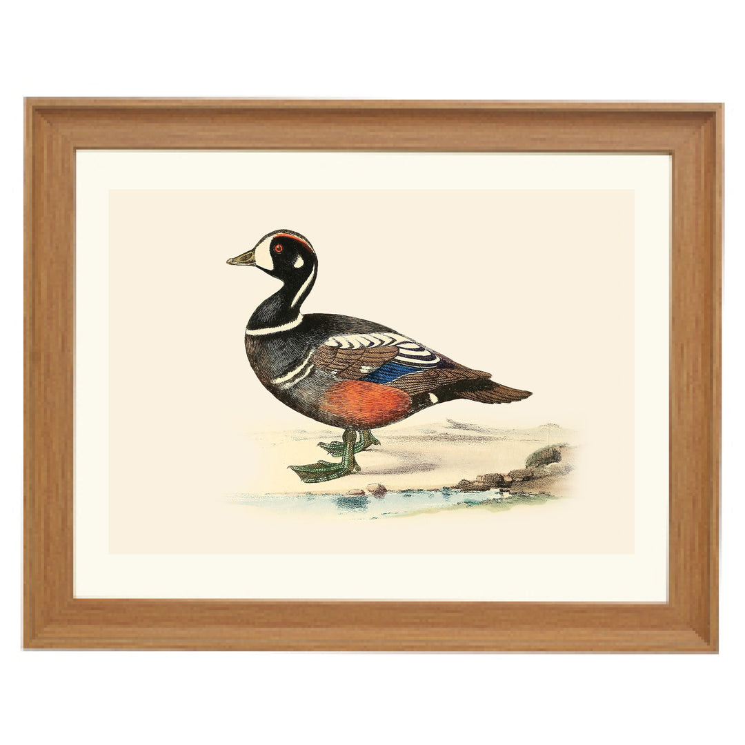 Ruby Winged Duck Art Print