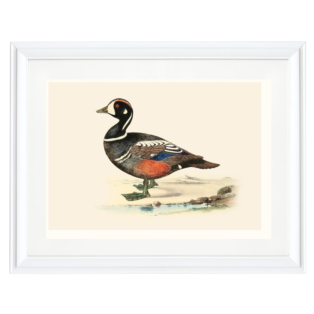 Ruby Winged Duck Art Print