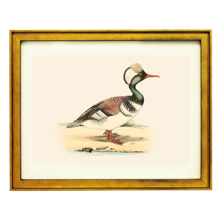 Feathered Duck Art Print