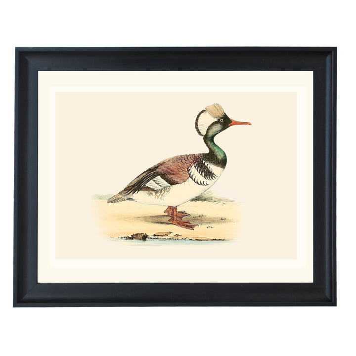 Feathered Duck Art Print