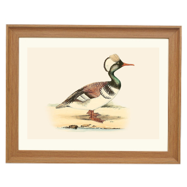 Feathered Duck Art Print