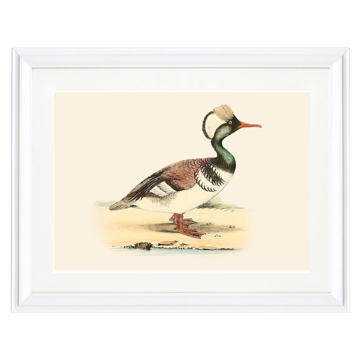 Feathered Duck Art Print