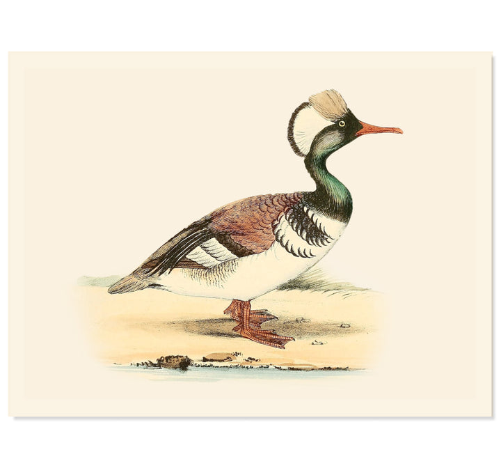 Feathered Duck Art Print