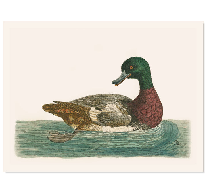 The Green Duck Art Print