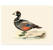 Ruby Winged Duck Art Print