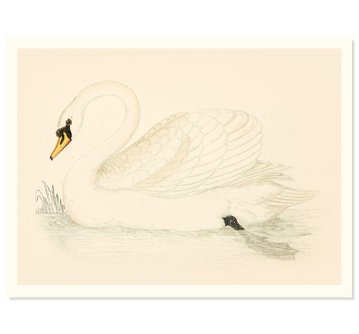 Vintage Swan Art Print