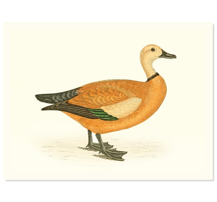 Waterfowl Duck Art Print