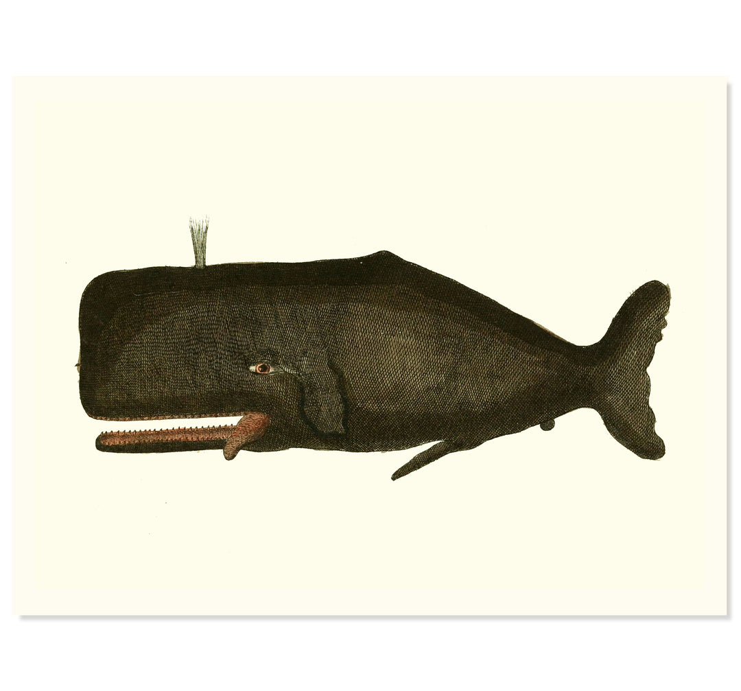 Vintage Whale Art Print