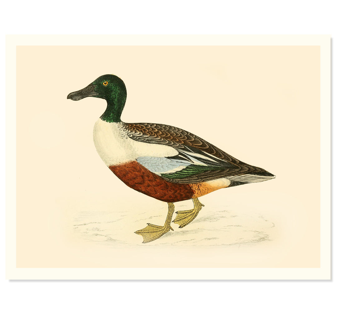 Northern Shoveler Duck Art Print