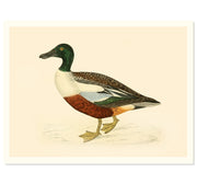 Northern Shoveler Duck Art Print