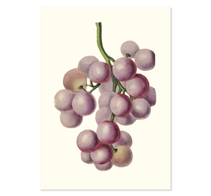 Bunch Of Red Grapes Art Print