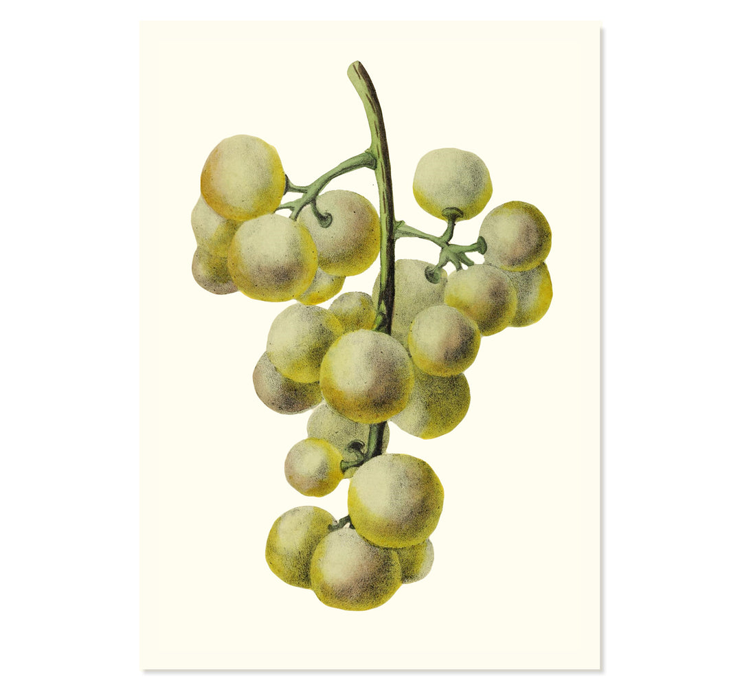 Bunch of Green Grapes Art Print